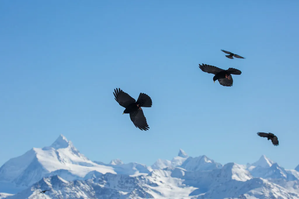 Alpine choughs flying above snow-covered Alpine peaks