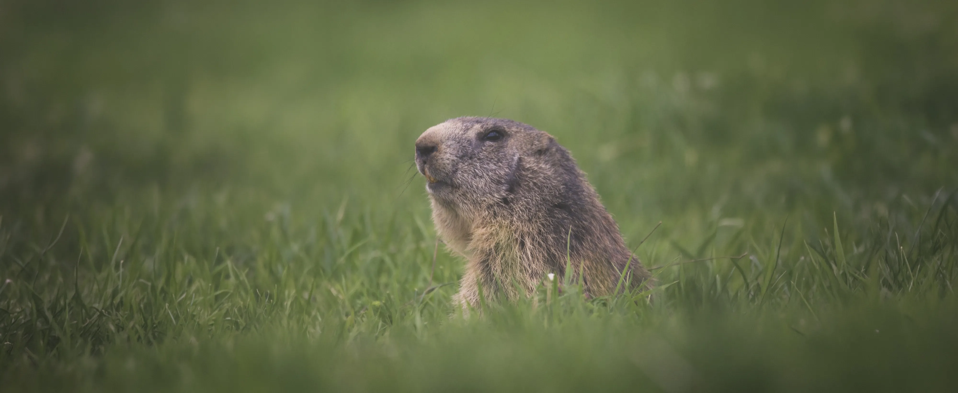 An alpine marmot sitting up in long grass, wide frame
