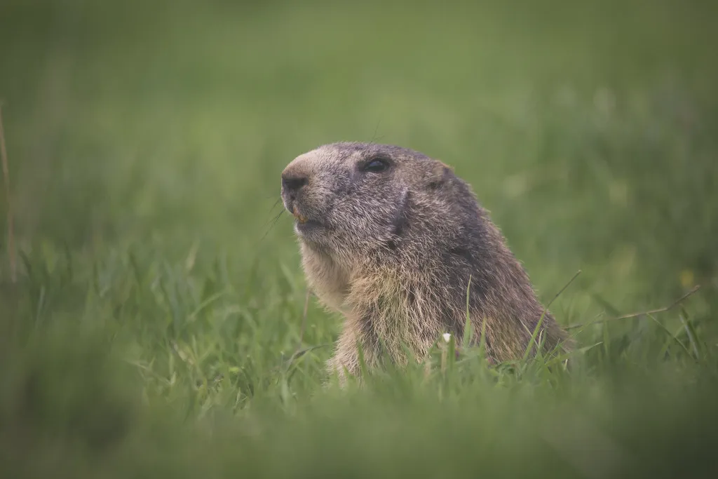 An Alpine marmot sitting upright in long grass