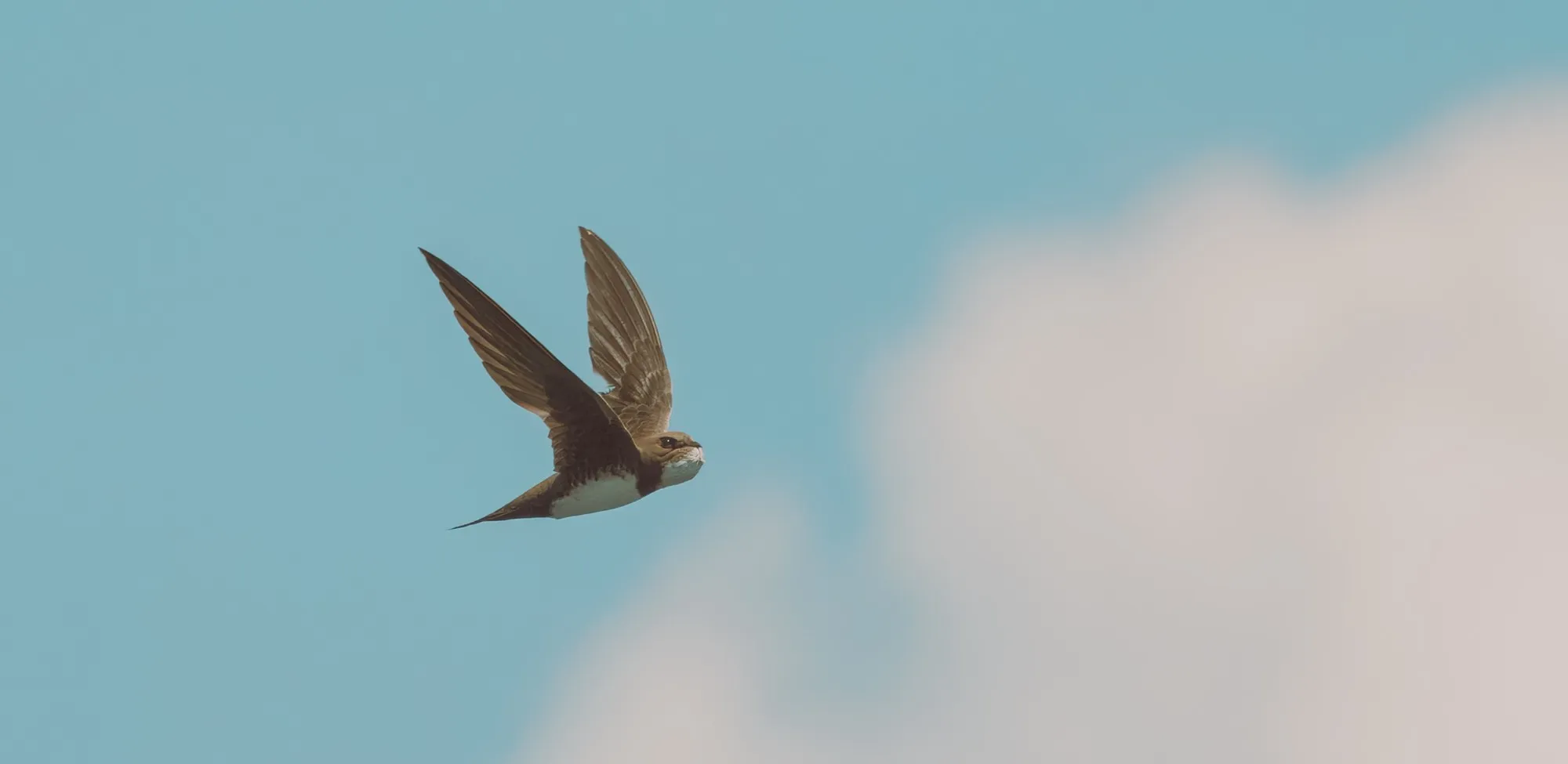An alpine swift banking against a blue summer sky, white belly and throat showing under dark scythe wings