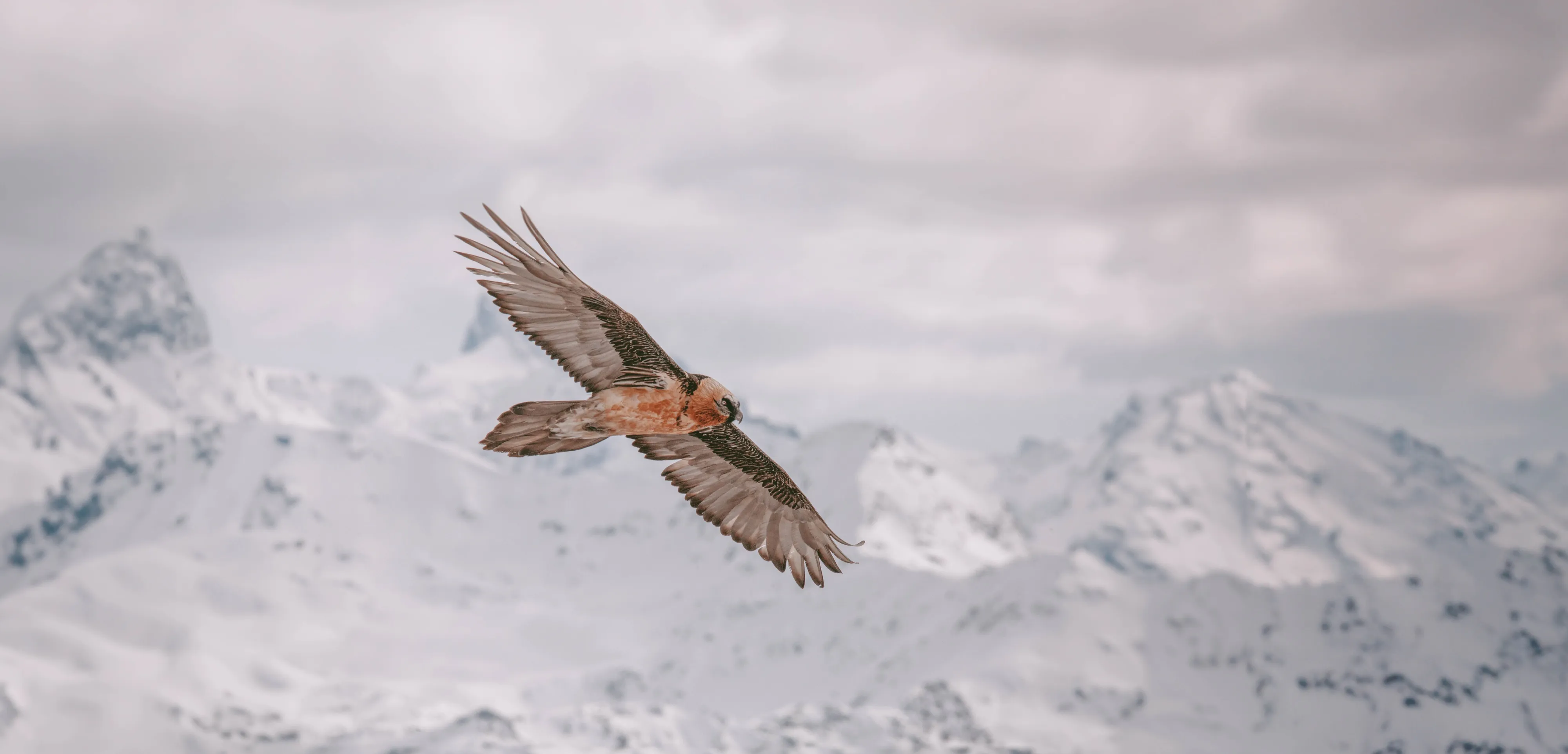 A bearded vulture gliding in front of snow-covered Alpine peaks