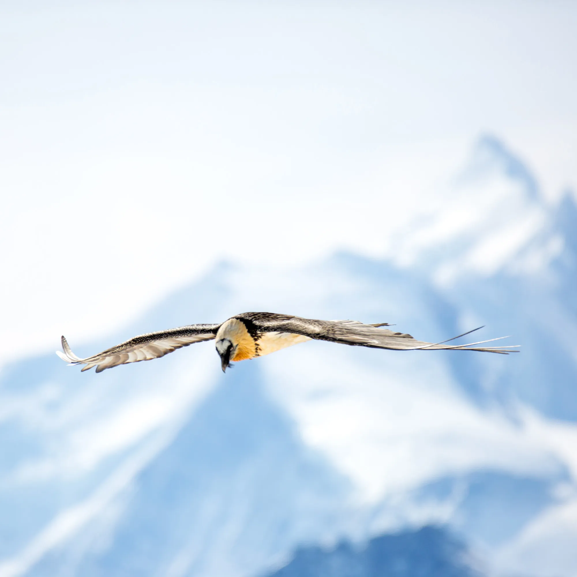 A bearded vulture flying head-on with blue glaciated mountains behind
