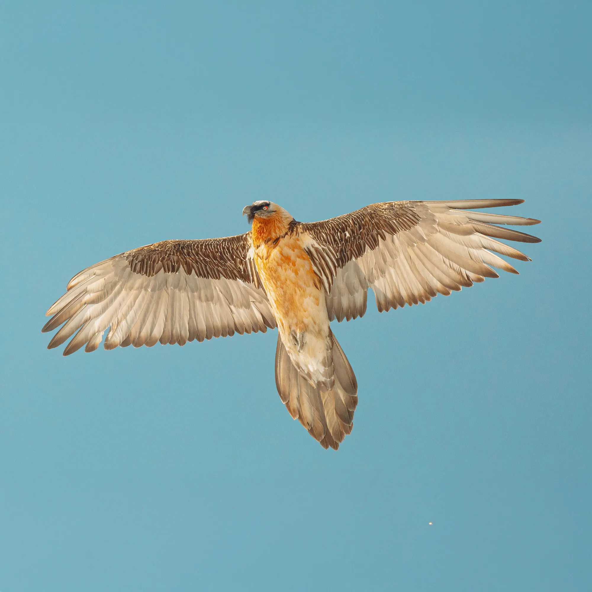 An adult bearded vulture seen from below, rust-orange breast against a blue sky