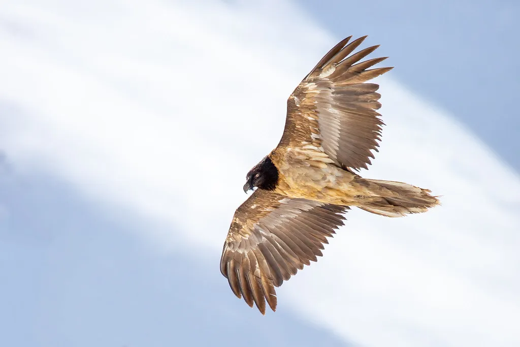 A bearded vulture gliding low over a snow slope