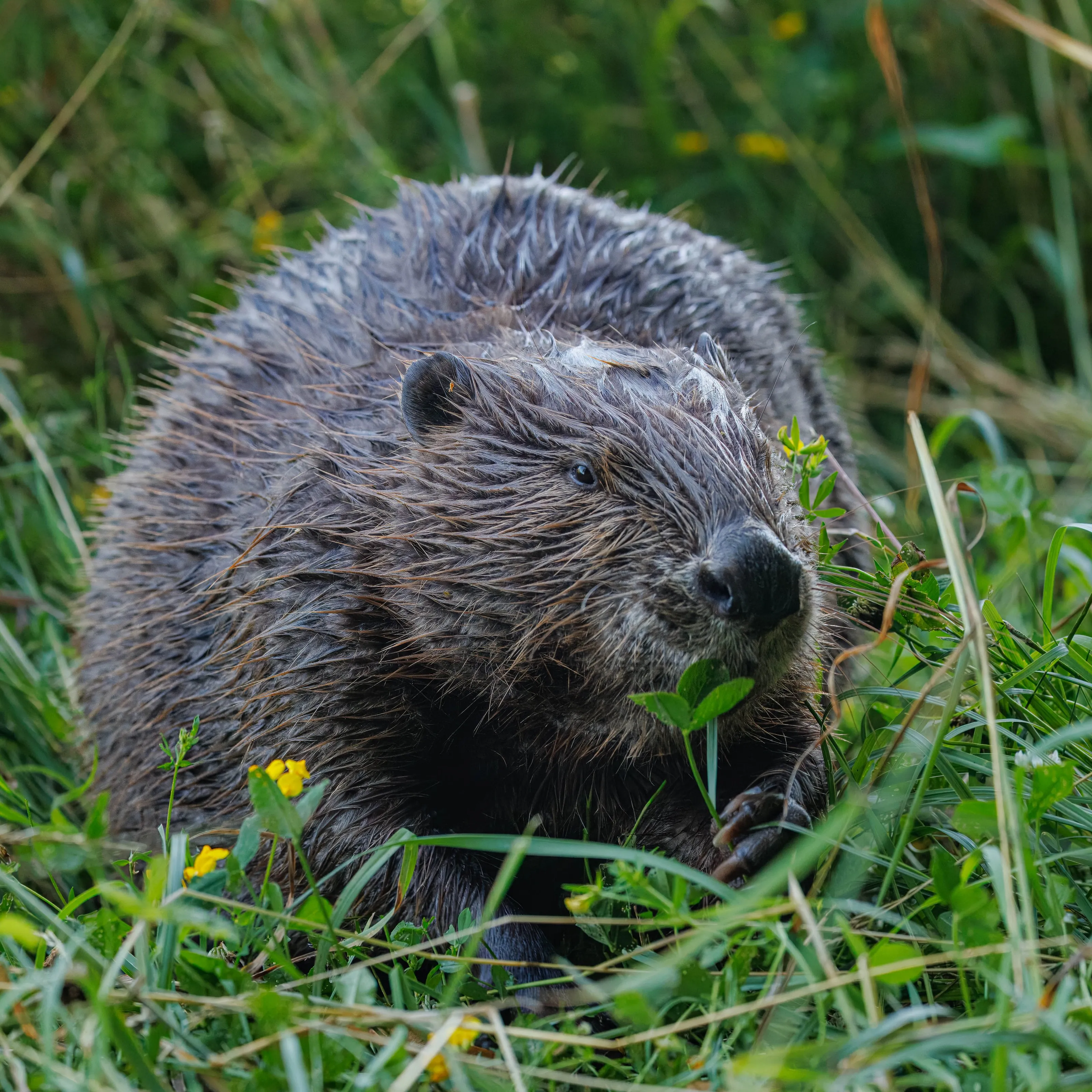 A beaver sitting in long grass on the riverbank, feeding on leaves held in its front paws
