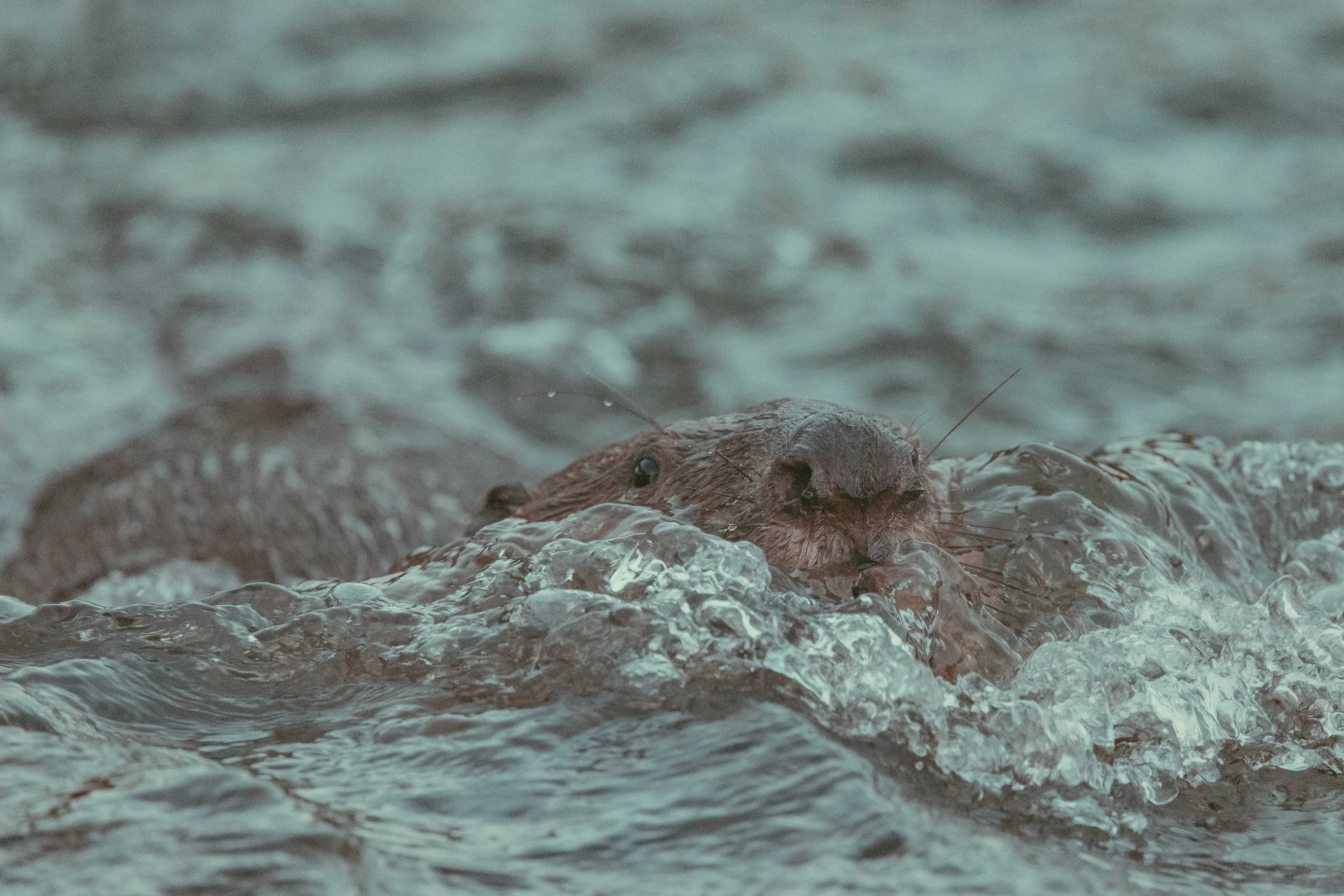 A beaver swimming towards the camera, head and whiskers just above the water of a Lucerne river