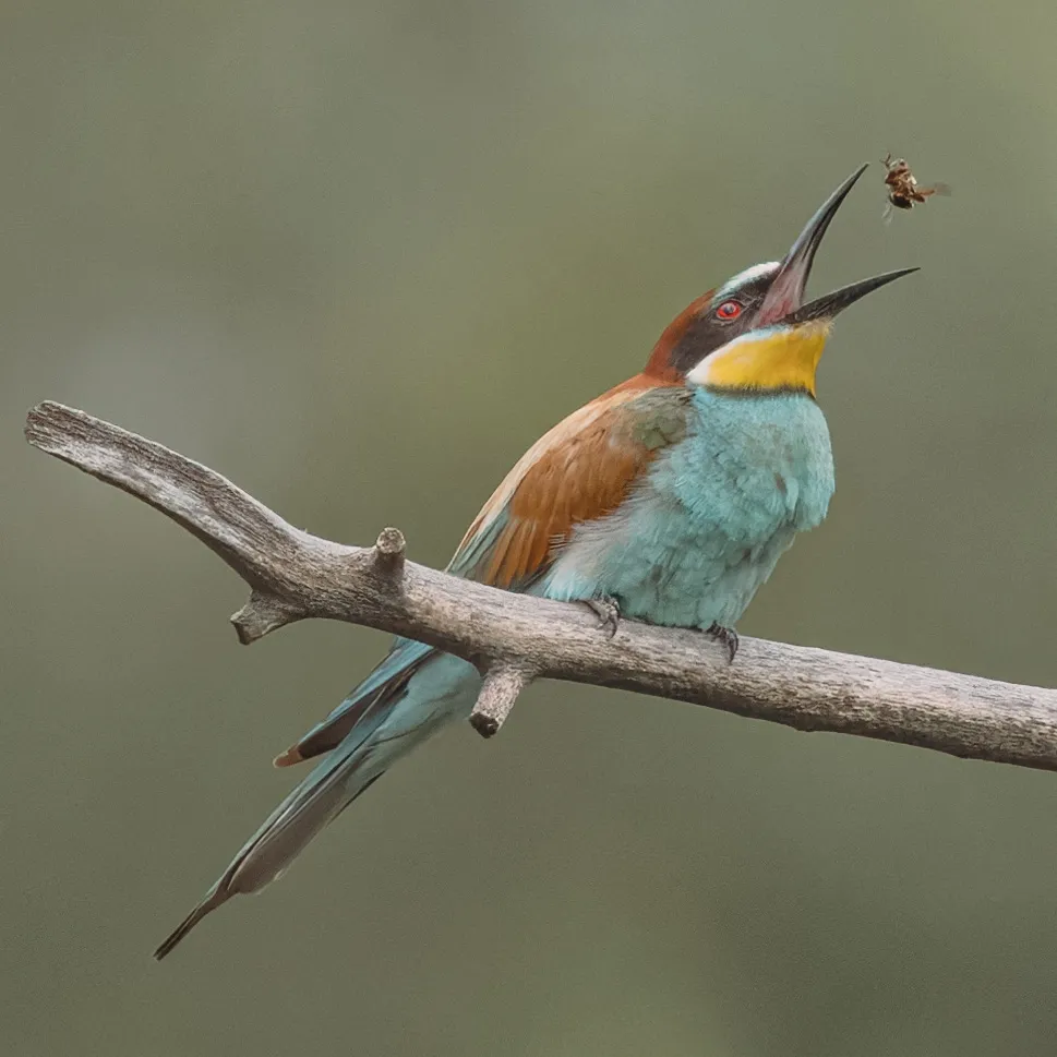A European bee-eater on a branch tossing an insect into the air