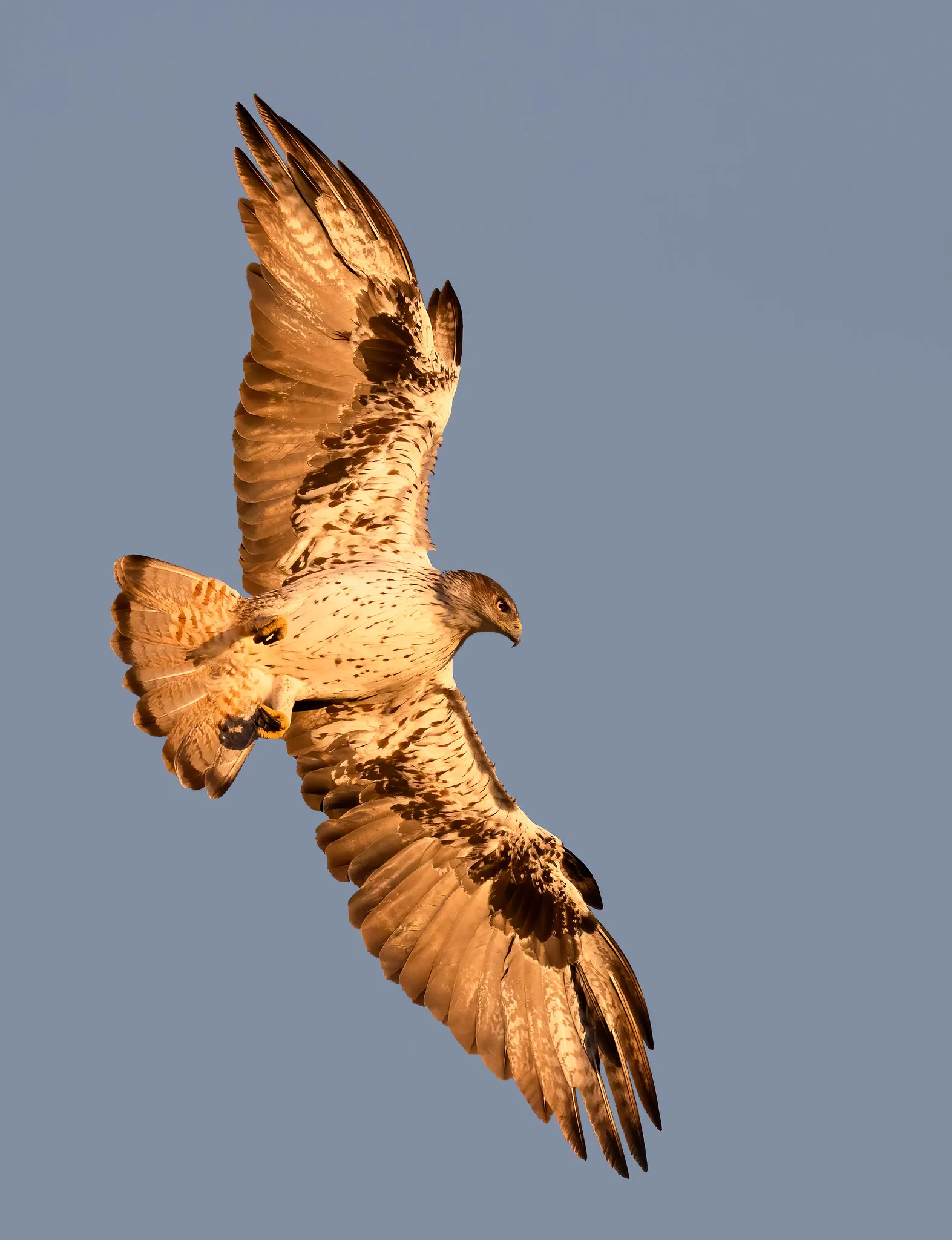 A Bonelli’s eagle banking against a blue sky