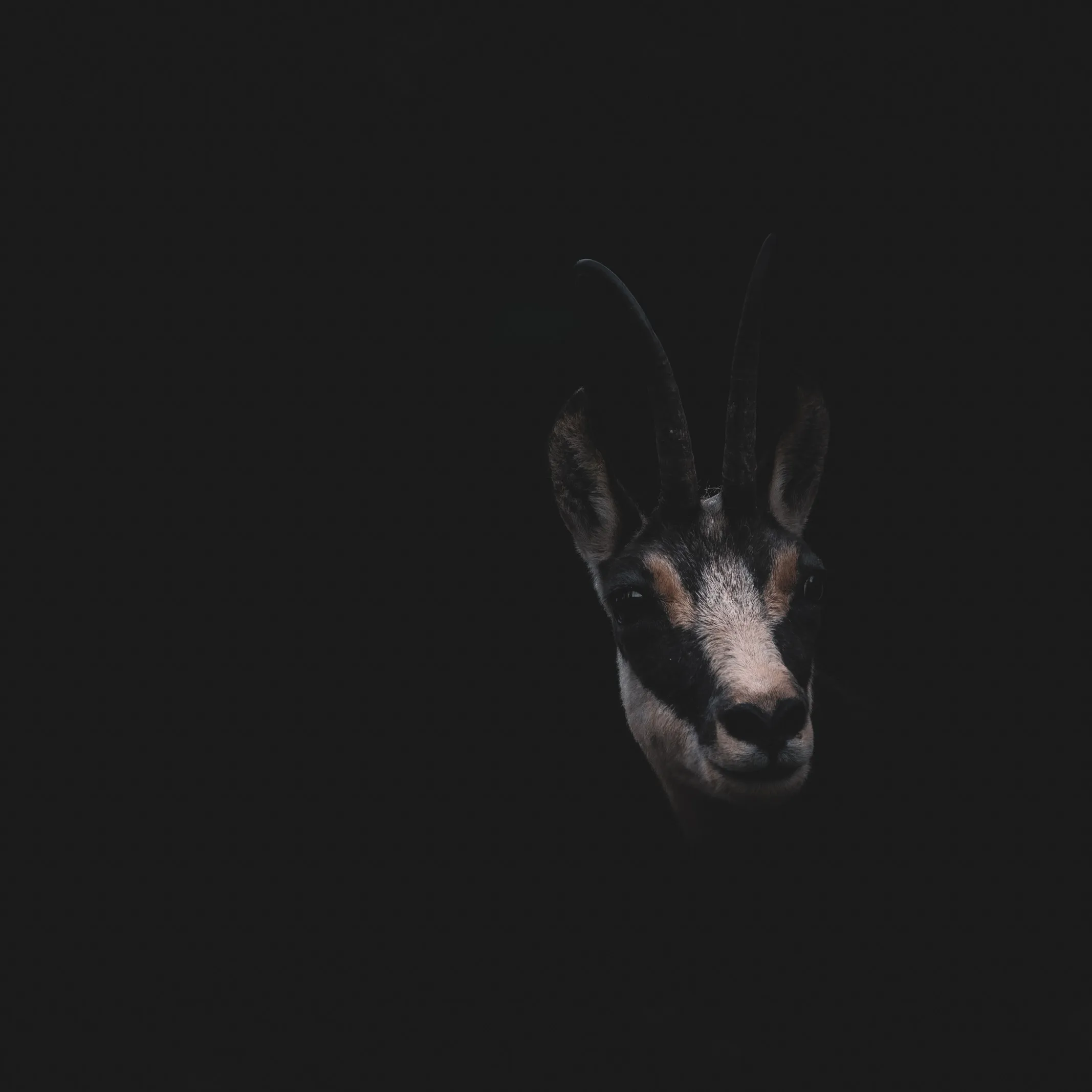 A chamois looking out of deep shadow, only its face lit