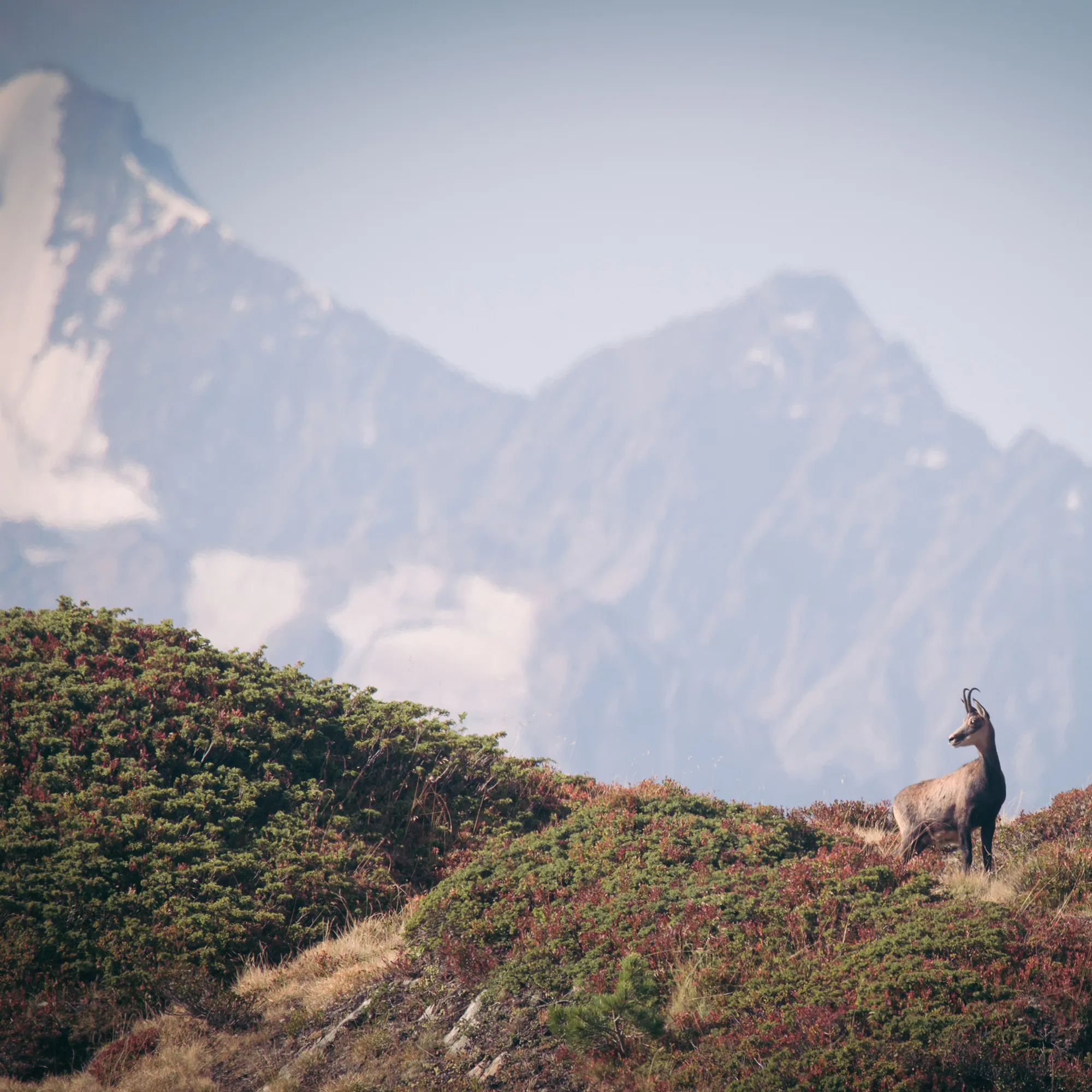 A chamois on a heather-covered ridge below high rock walls