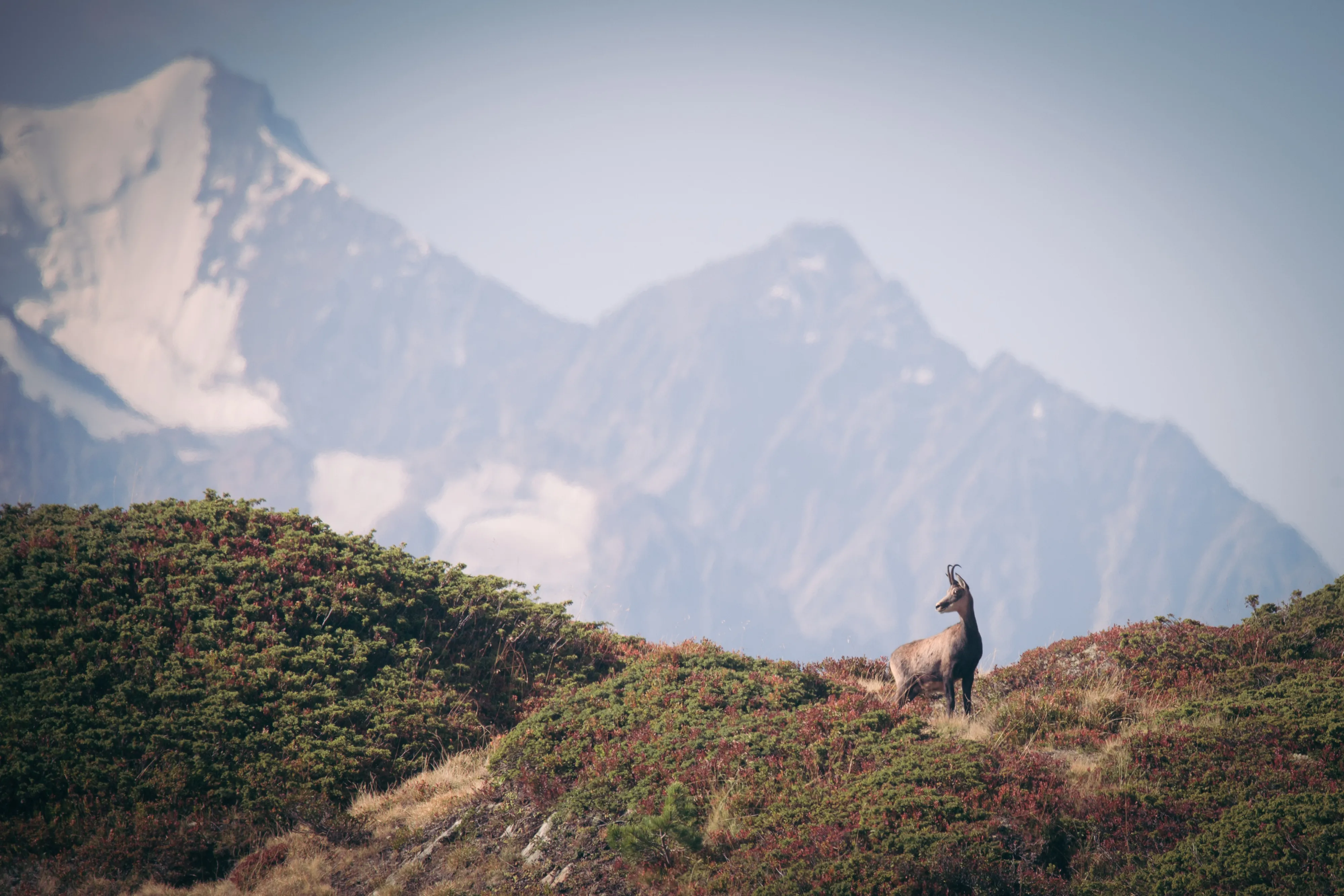 A chamois standing on an autumn ridge with hazy mountain faces behind