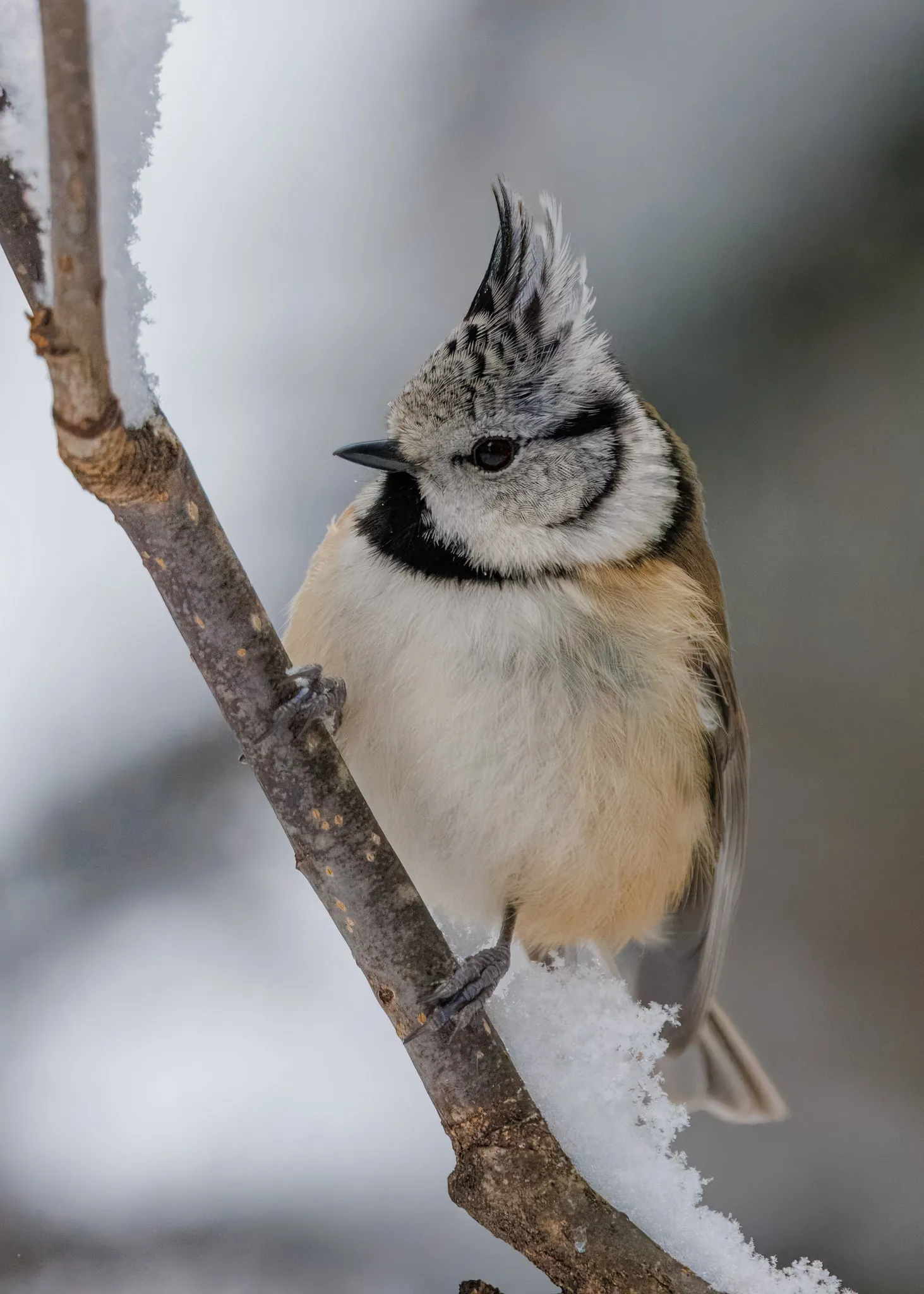 A crested tit clinging to a snowy branch