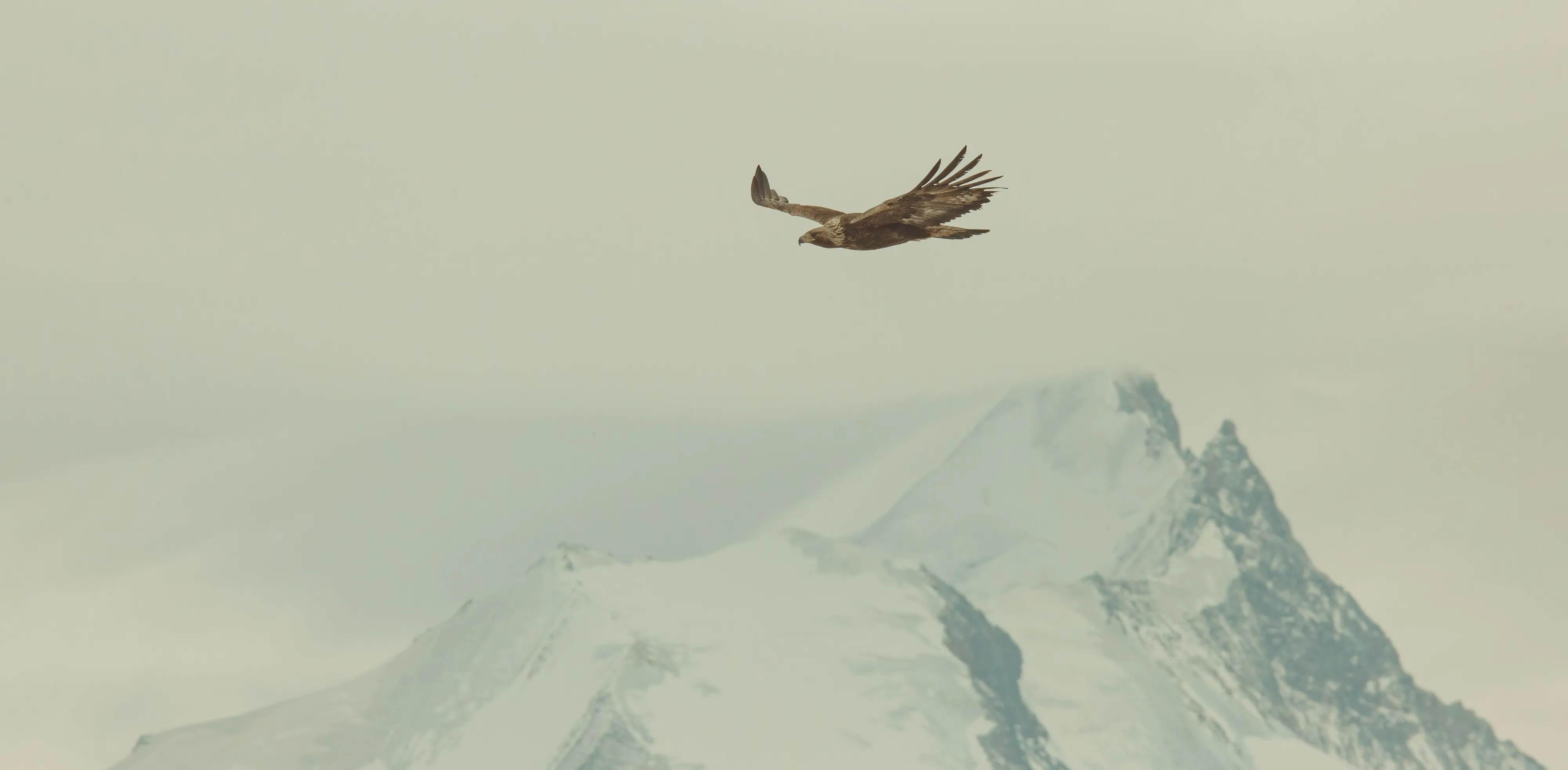 A golden eagle soaring above a snow-covered Alpine peak