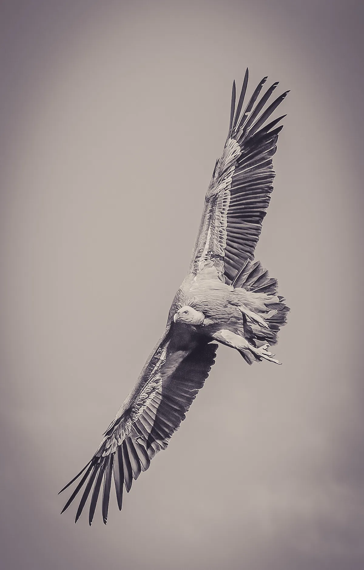 A griffon vulture in flight seen from below