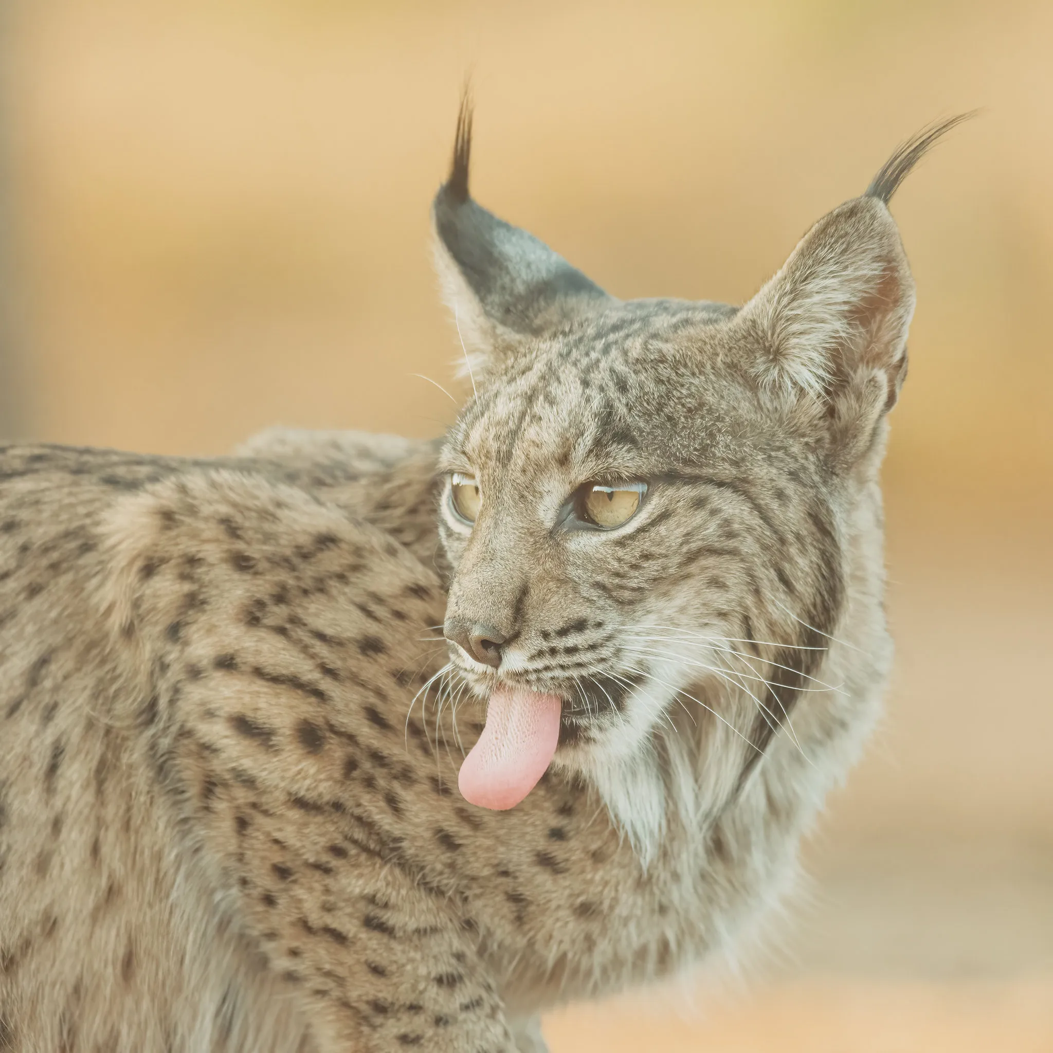 Close portrait of an Iberian lynx with its tongue out