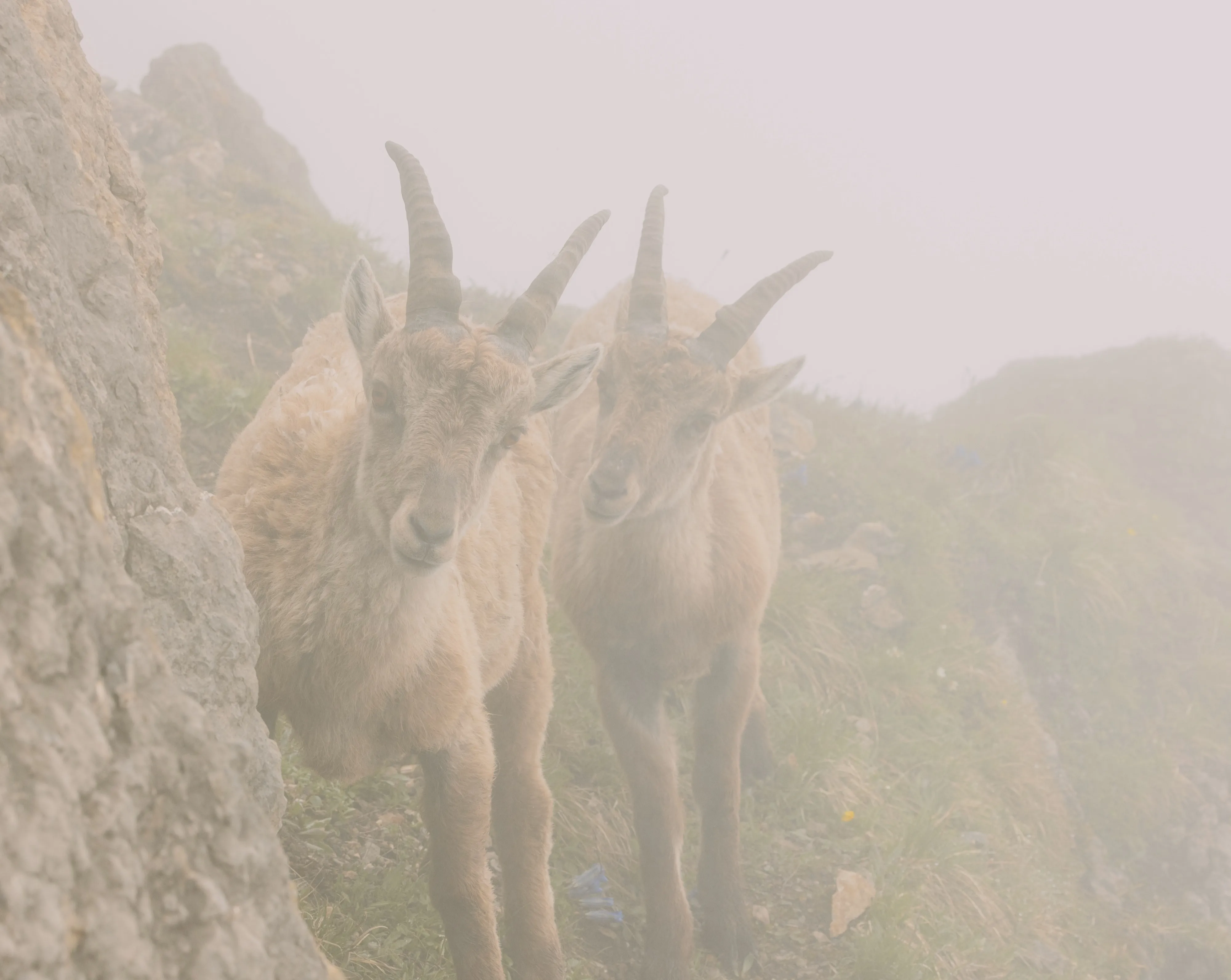 A group of Alpine ibex on a rocky ledge in thick mountain fog