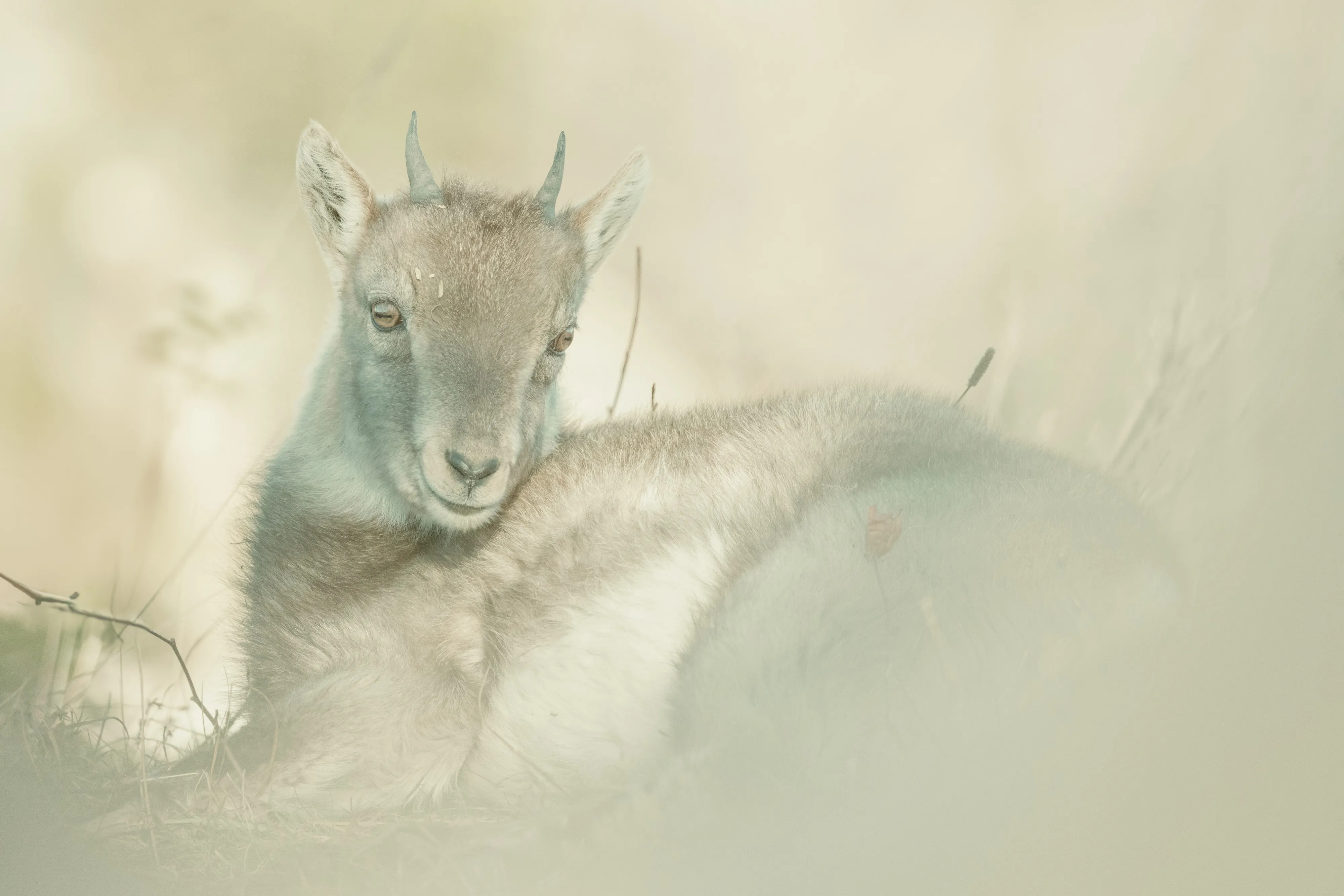 A young Alpine ibex resting in soft, hazy light