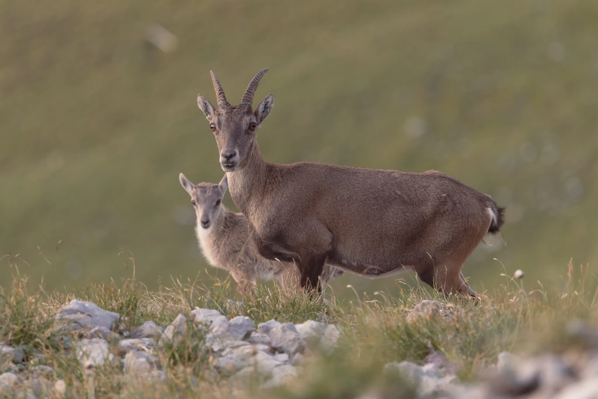 A female Alpine ibex and her kid looking towards the camera on a grassy limestone slope