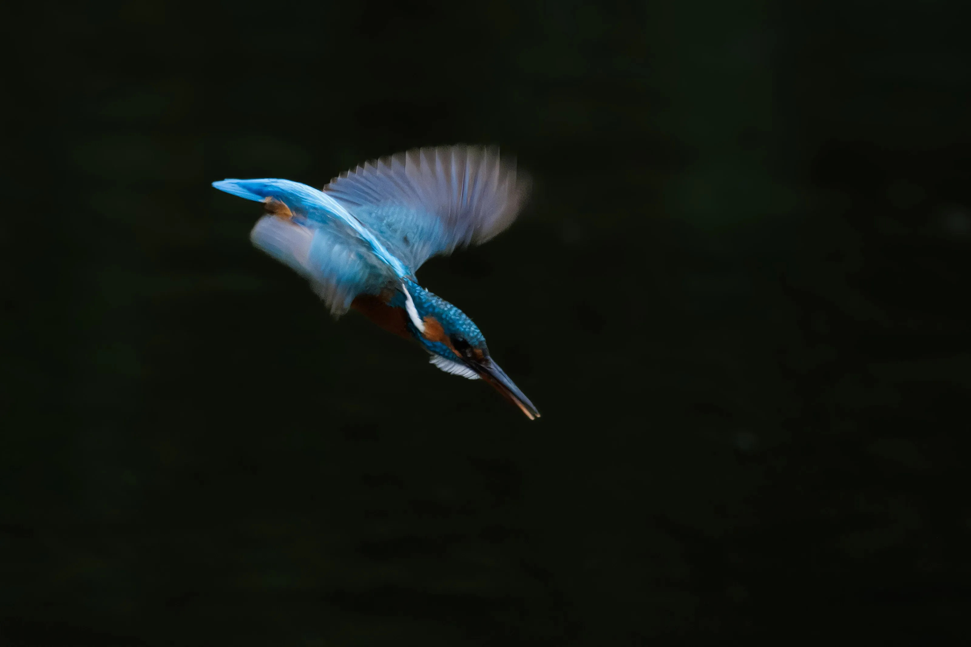 A kingfisher diving towards the water