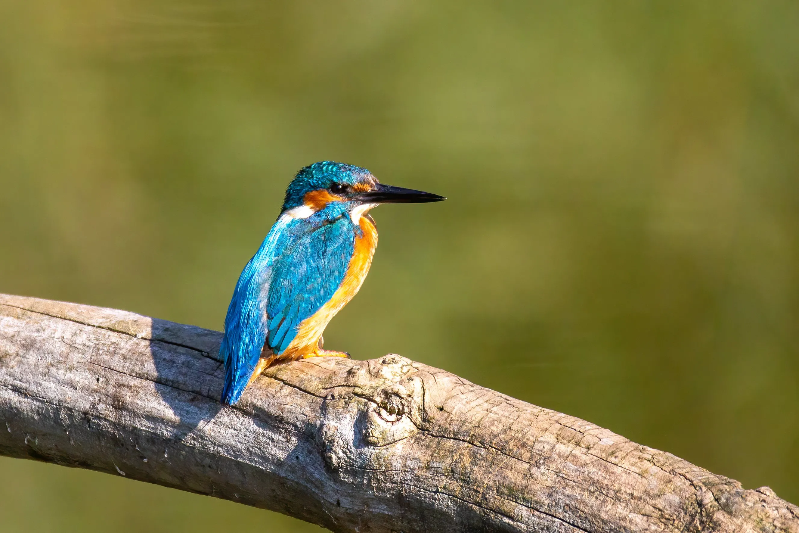 A kingfisher on a branch with a freshly caught fish in its bill