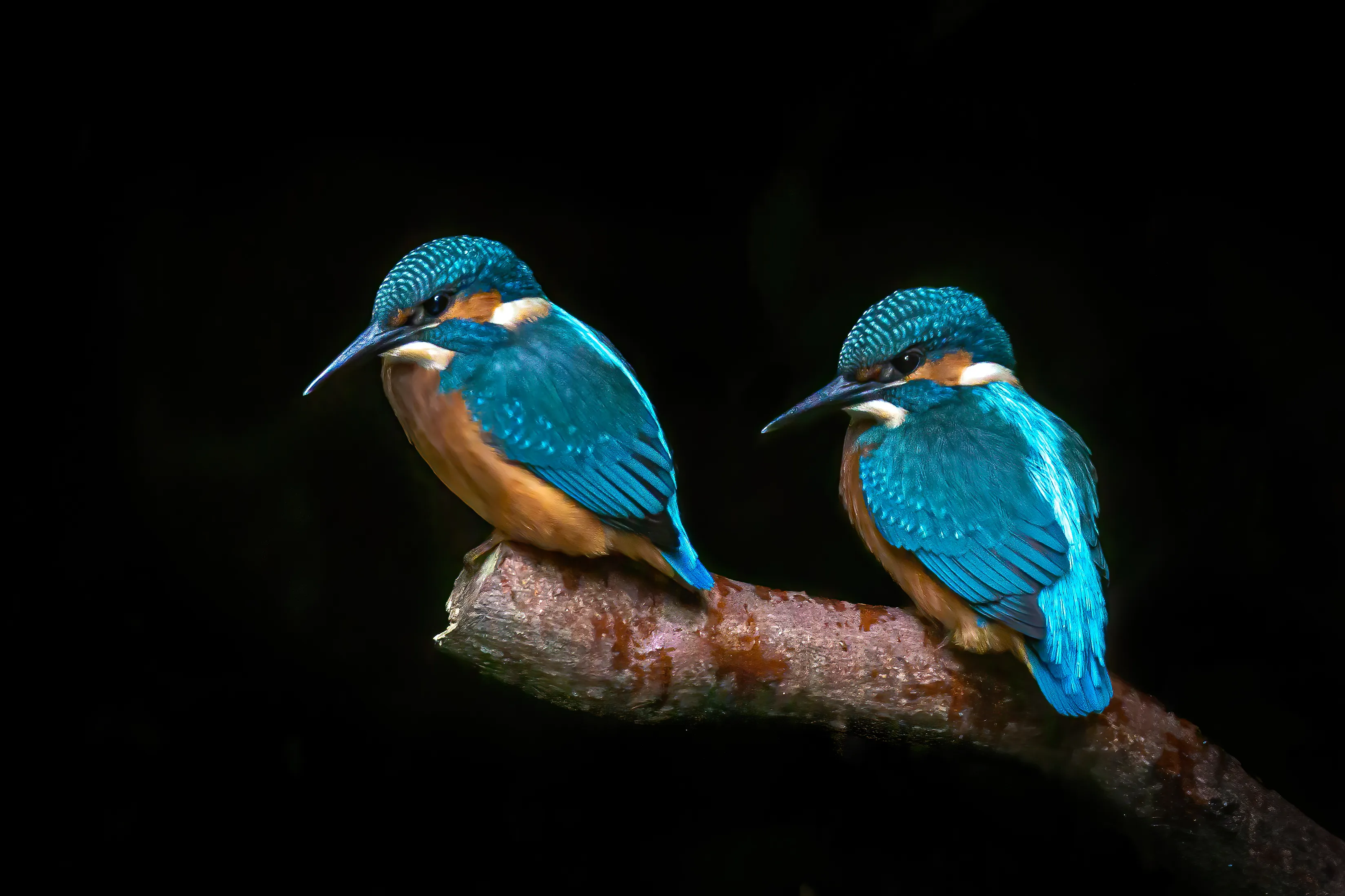 Two common kingfishers perched side by side on a branch against a dark background