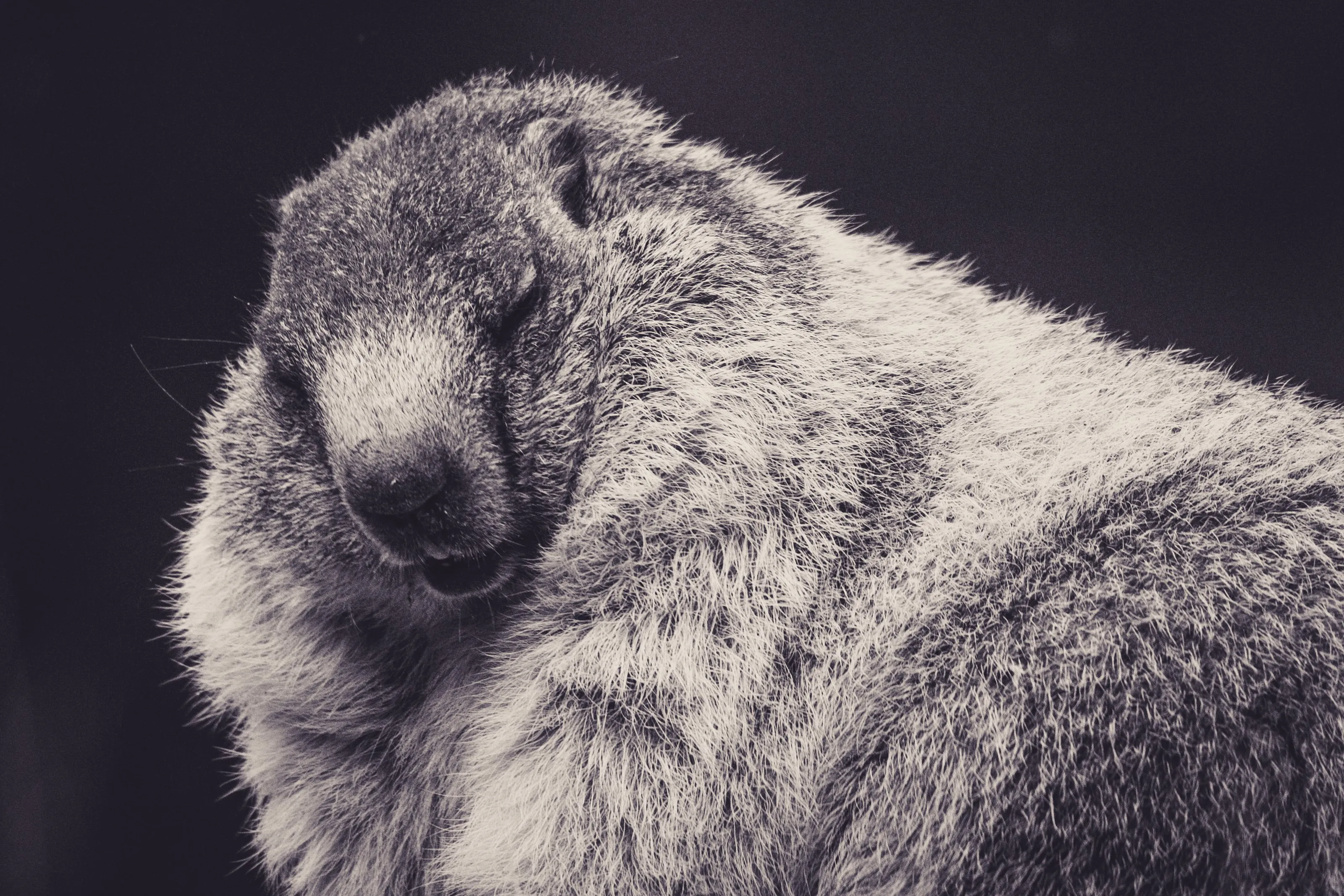 Close portrait of an alpine marmot, grey fur filling the frame