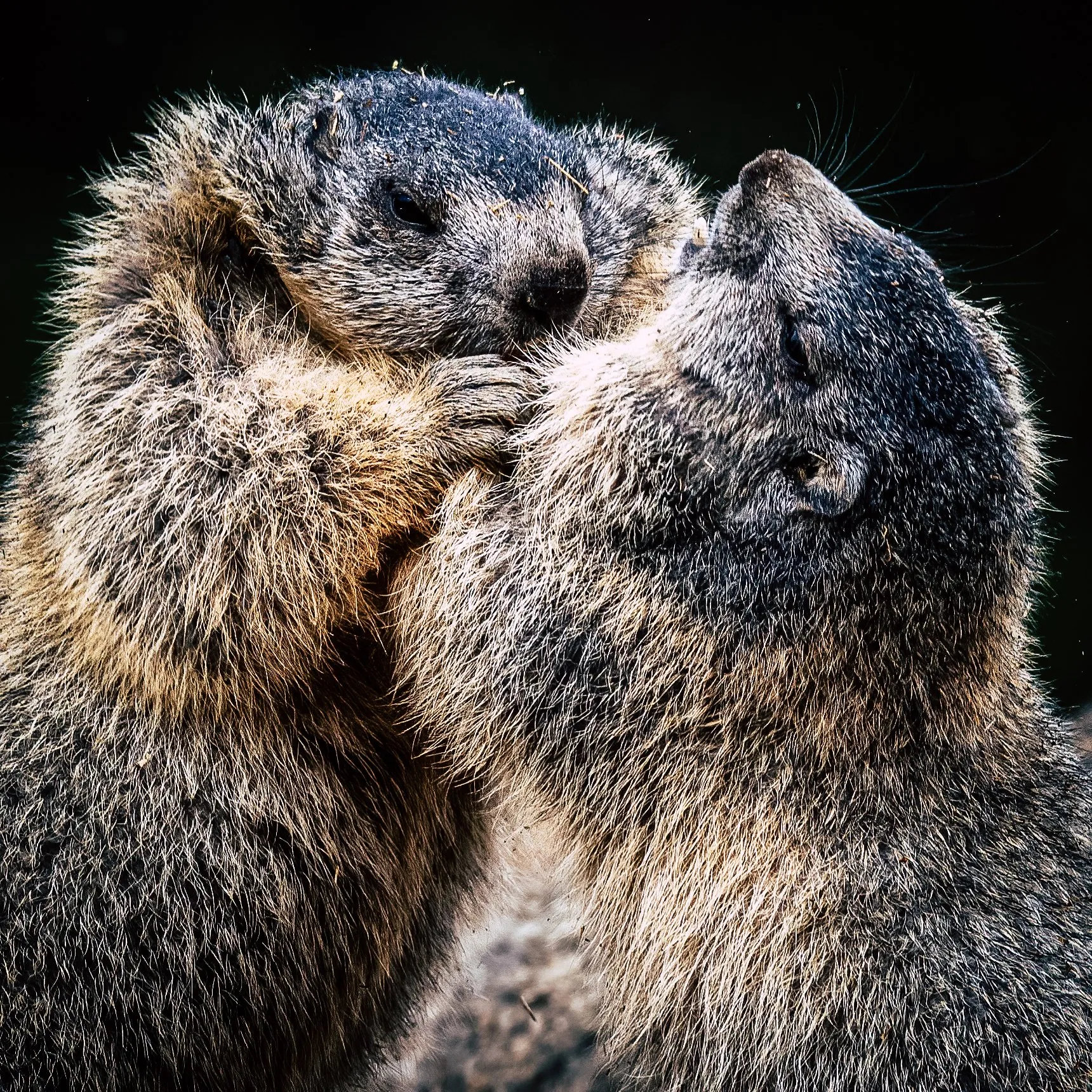 Two alpine marmots greeting each other nose to nose
