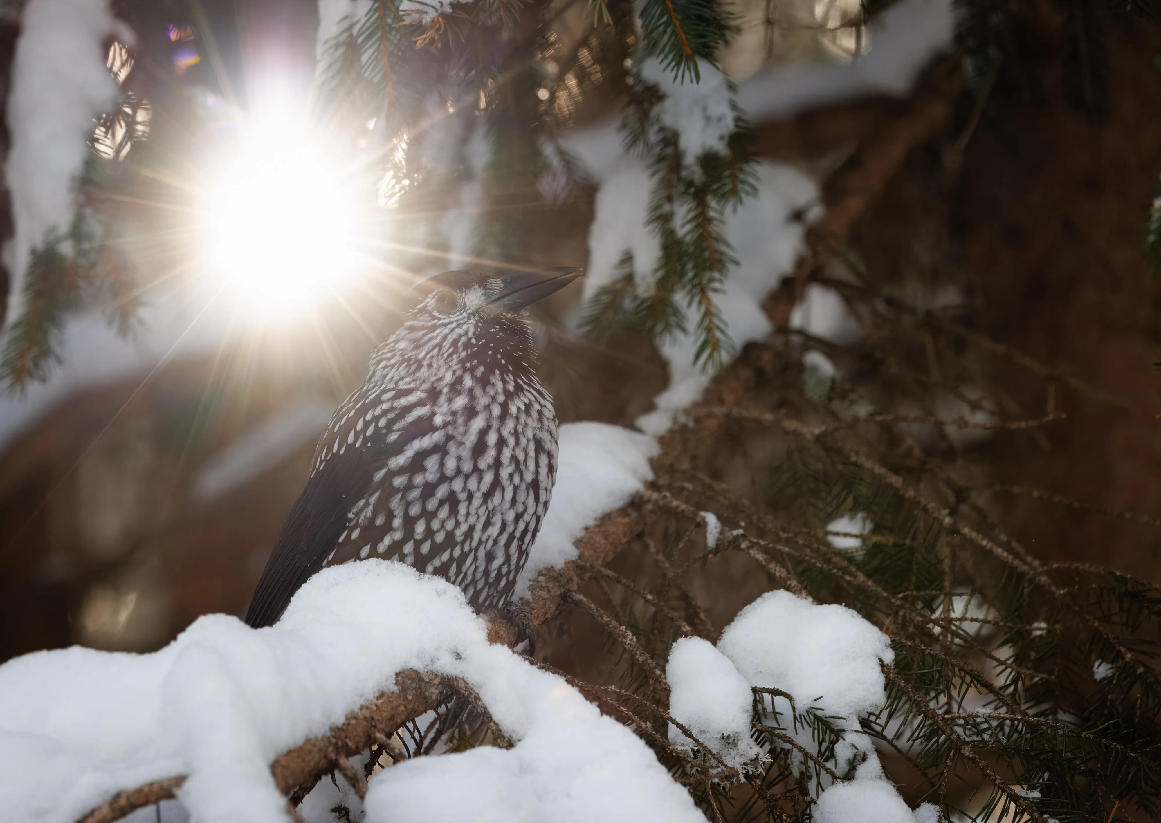 A spotted nutcracker on a snow-covered branch with the winter sun behind