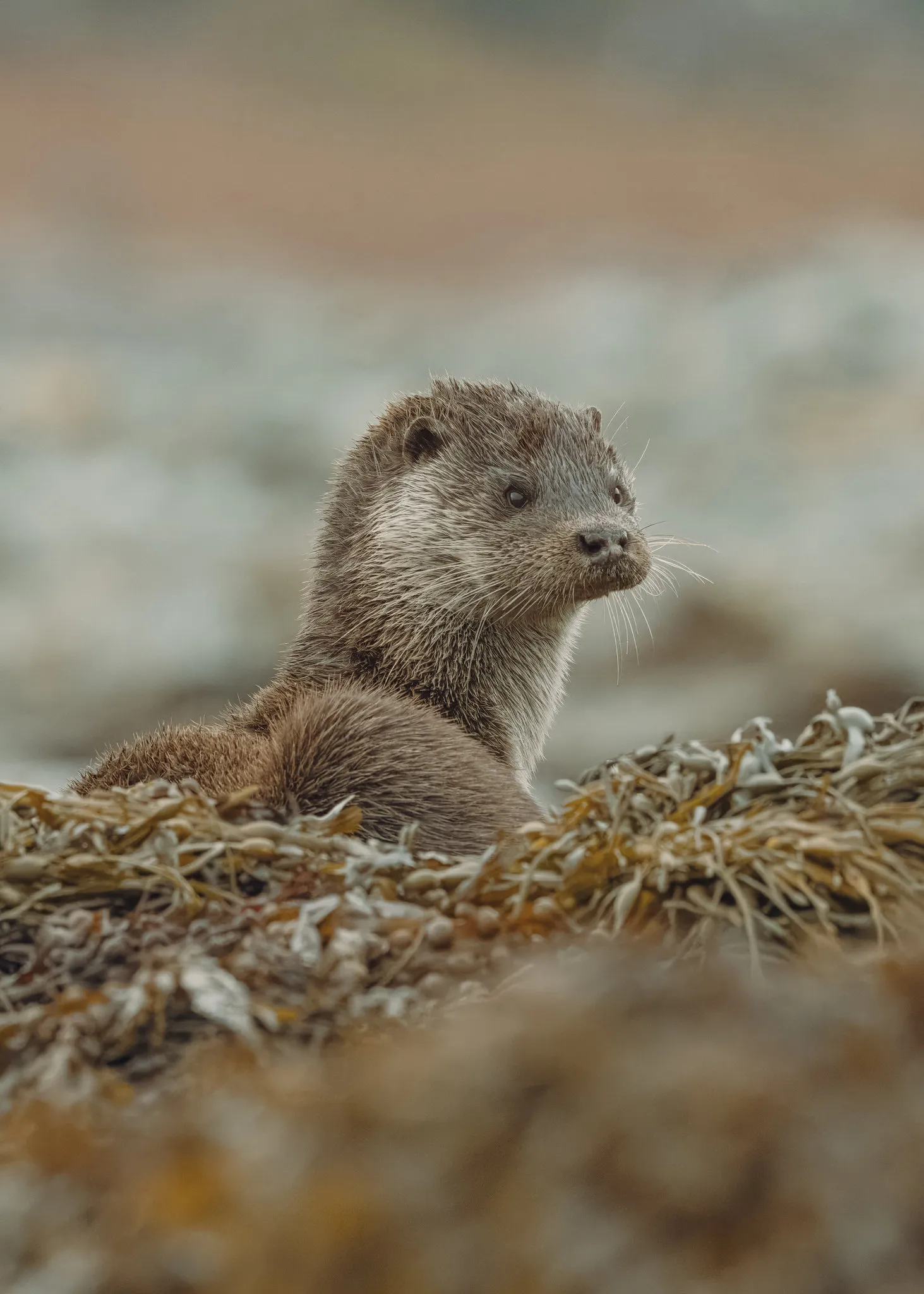An otter lifting its head from seaweed on a shoreline