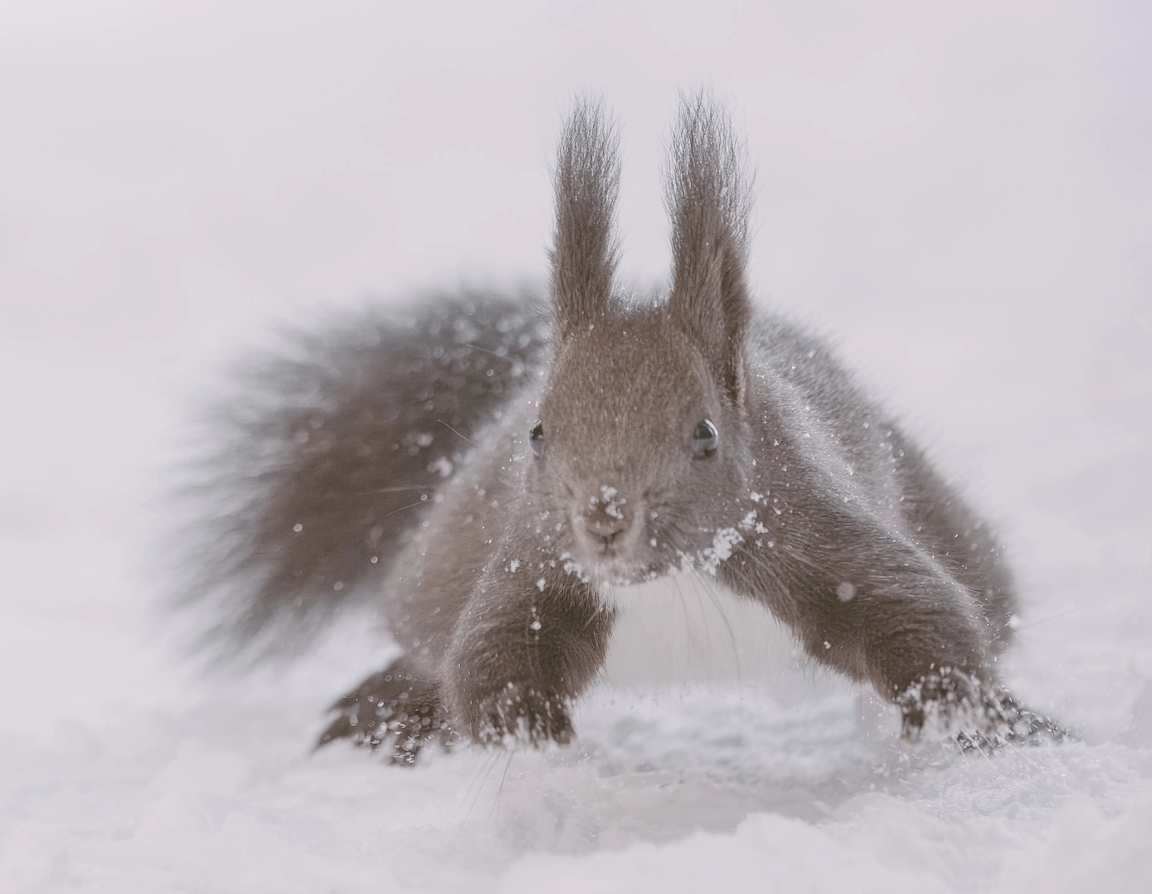 A red squirrel facing the camera, crouched low in the snow with its tail fanned