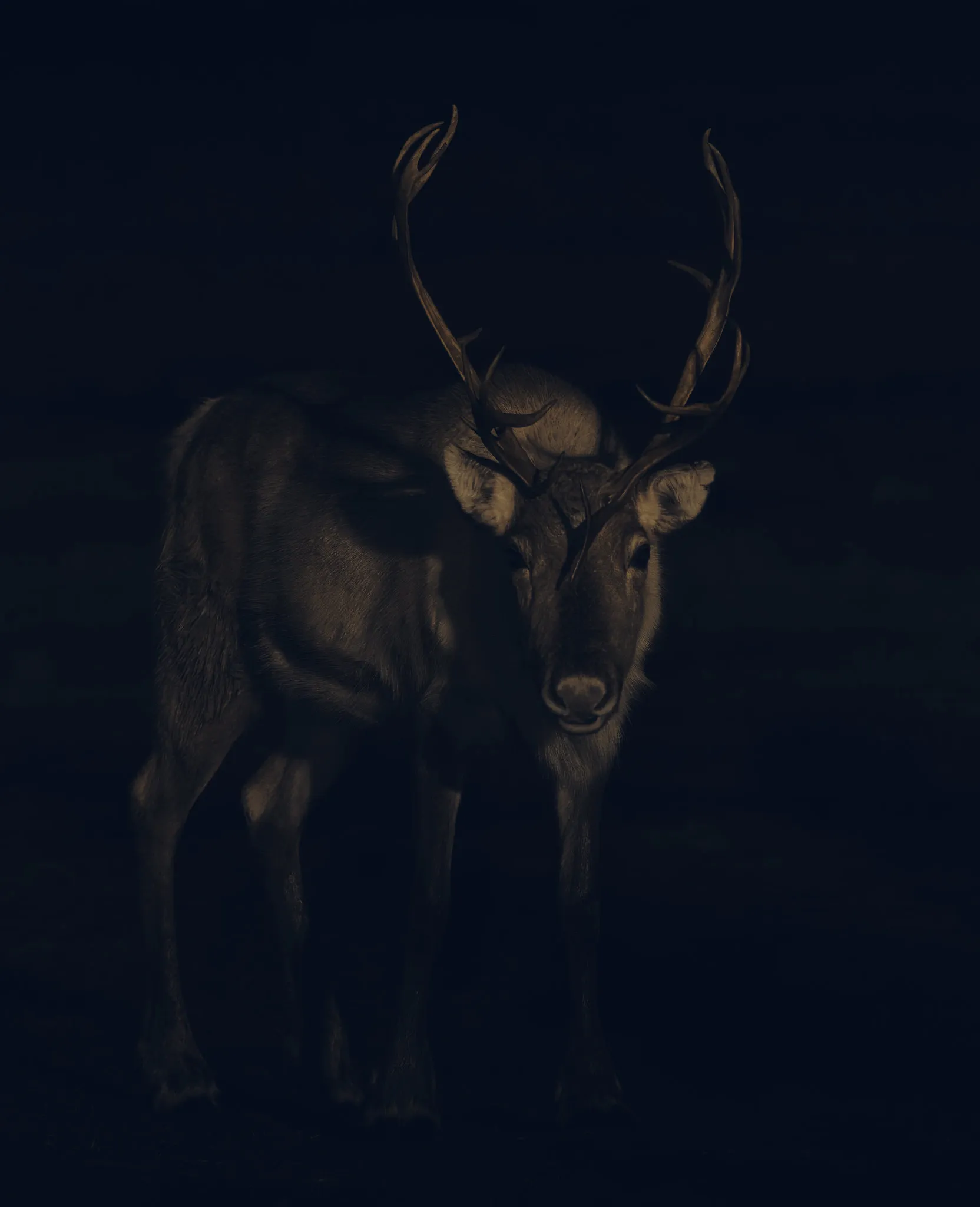 A reindeer in low-key light, antlers outlined against the dark