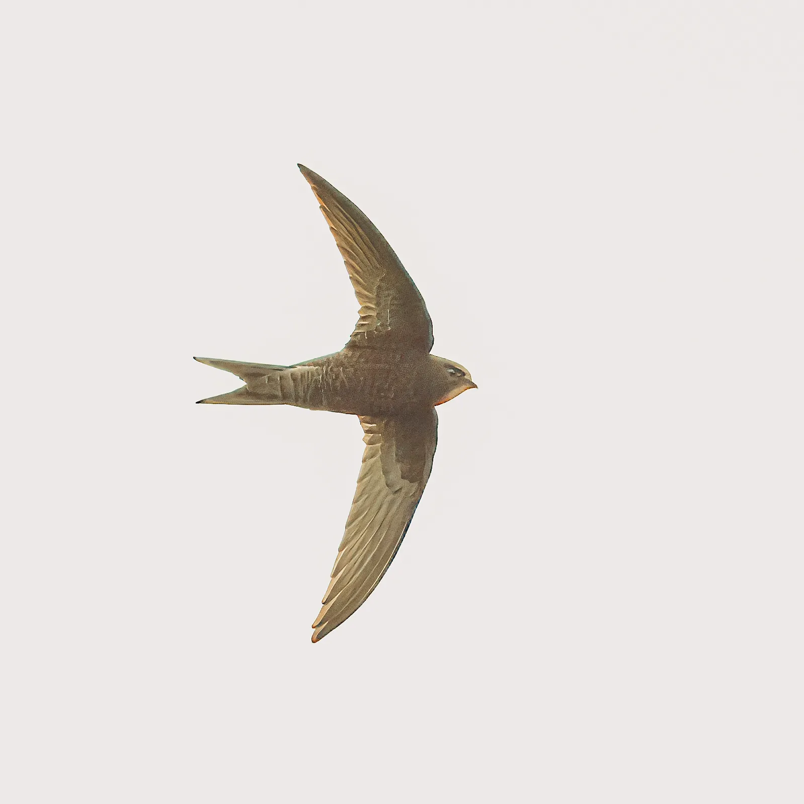 A swift in flight against a pale sky, scythe wings fully spread