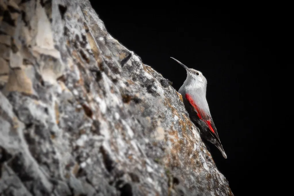 A wallcreeper clinging to a rock face, crimson wing patch showing